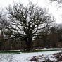 Arrènes : Le chêne de Sazeirat est un arbre remarquable, il est appelé chêne de Sully et serait âgé,de 400 à 500 ans. Sa circonférence mesure 7,20 mètres, à, environ, 1,30 mètre du sol. Une grosse branche est cassée à sa base et laisse apercevoir l'intéri